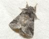 Thaumetopoea processionea